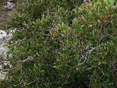 Heteromeles arbutifolia