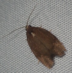 Argyrotaenia juglandana