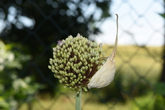 Allium ampeloprasum