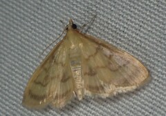 Crocidophora tuberculalis