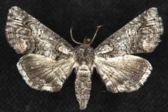 Paectes abrostolella