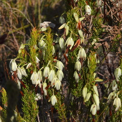 Erica plukenetii