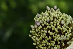 Allium ampeloprasum