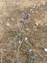 Salvia lanigera