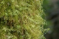 Hymenophyllales