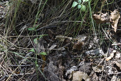 Coptopteryx gayi