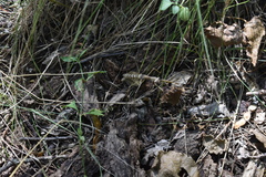Coptopteryx gayi