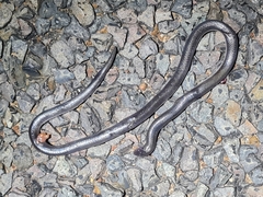 Atractaspis bibronii