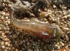 Lepadogaster candolii