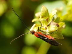 Braconinae