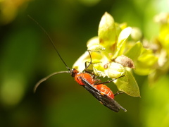 Braconinae