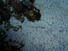 Holothuria atra
