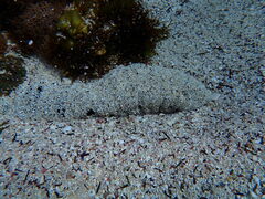 Holothuria atra