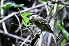 Lathrotriccus euleri