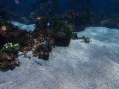 Holothuria atra