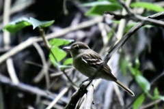 Lathrotriccus euleri