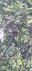 Ramphocelus bresilius