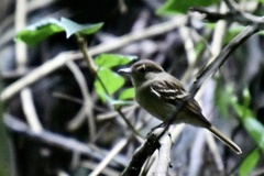 Lathrotriccus euleri