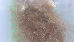 Amathia verticillata