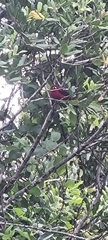 Ramphocelus bresilius