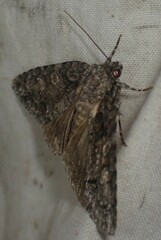 Acronicta increta