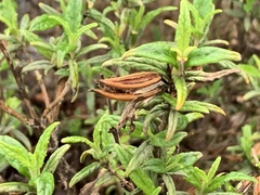 Diplacus aurantiacus