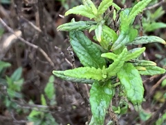 Diplacus aurantiacus