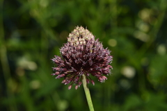 Allium amethystinum