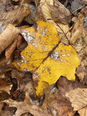 Erysiphe liriodendri