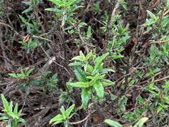 Diplacus aurantiacus