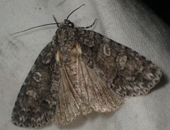 Acronicta increta