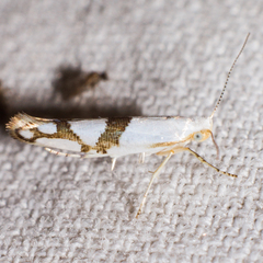 Argyresthia oreasella