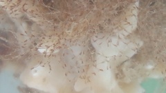 Savignyella lafontii