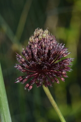 Allium amethystinum