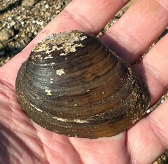 Ellipsaria lineolata