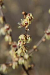 Corylopsis