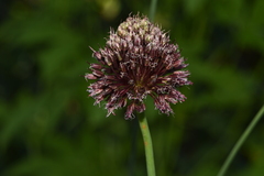 Allium amethystinum