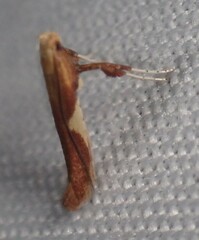Caloptilia packardella
