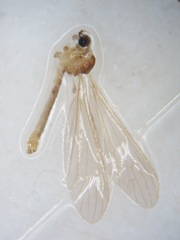 Gonomyia divergens