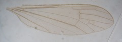 Gonomyia divergens