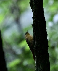 Sittasomus griseicapillus