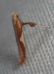 Caloptilia packardella