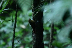 Sittasomus griseicapillus