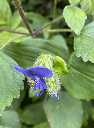 Tinantia erecta (Tinantia erecta)