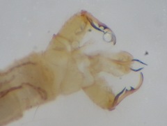 Gonomyia divergens