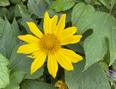 Tithonia