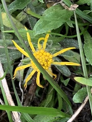 Grindelia hirsutula