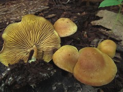 Tricholomopsis