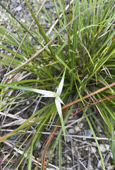 Rhynchospora nervosa