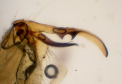 Gonomyia divergens